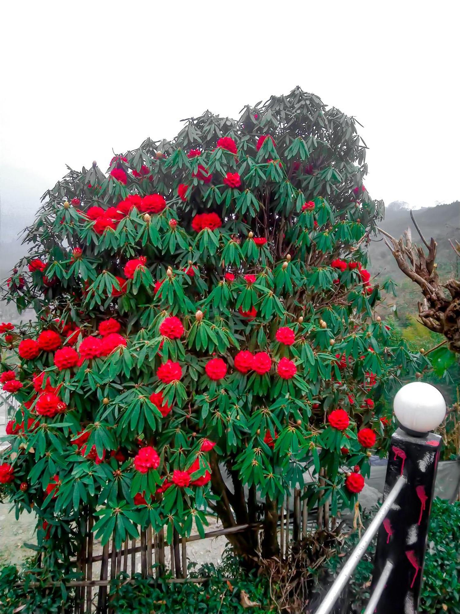 The Himalayan Resort Ravangla Zewnętrze zdjęcie
